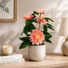 DALIA W DONICZCE 53CM
